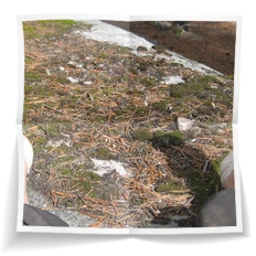 Frank Miesbauer Reisecoaching | ALASKA